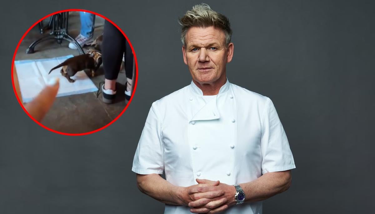 Gordon Ramsay denies viral TikTok claim of dog in restaurant