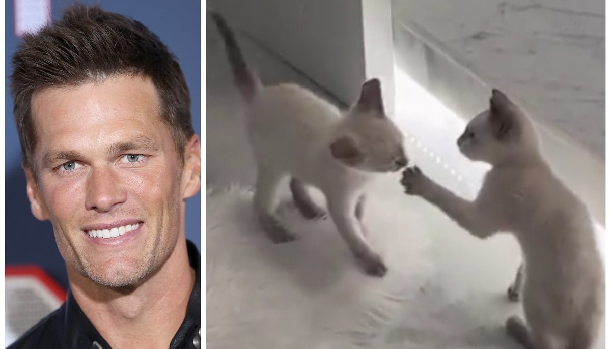 Tom Brady Shares Adorable Photo of Family's New 'Kinda Cute' Kitten