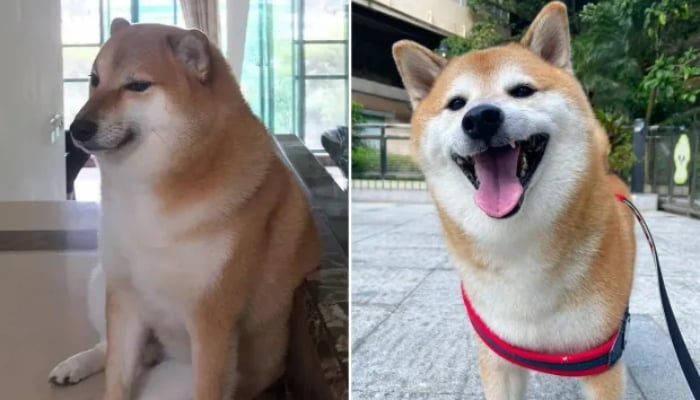 Cheems, world famous meme dog dead at 12