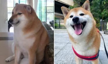 Cheems, world famous meme dog dead at 12