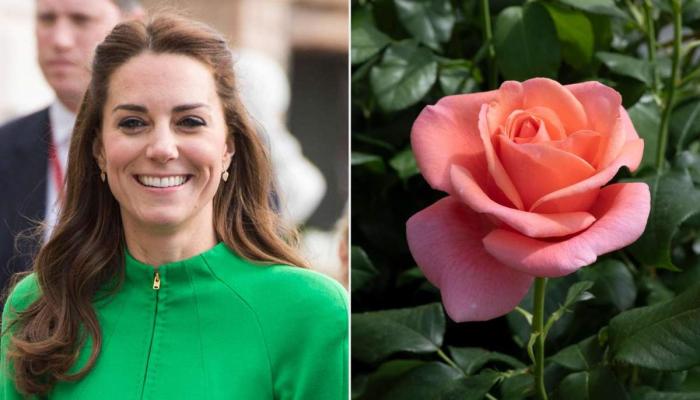 The floral tribute, called Catherine’s Rose, was unveiled by the Royal Horticultural Society (RHS)