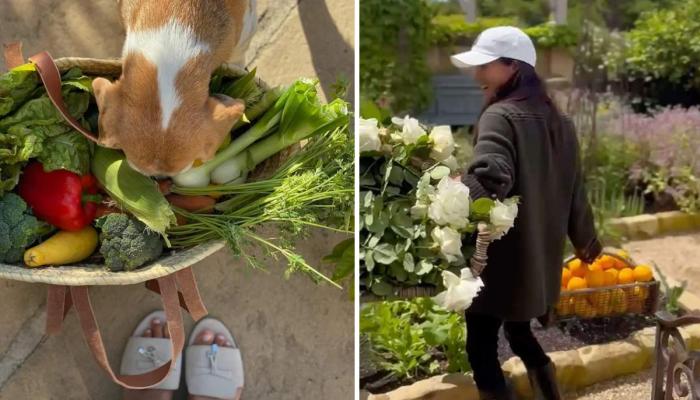 Meghan Markle shared a snap of her beagle Mia with her face buried in a basket of freshly picked veggies