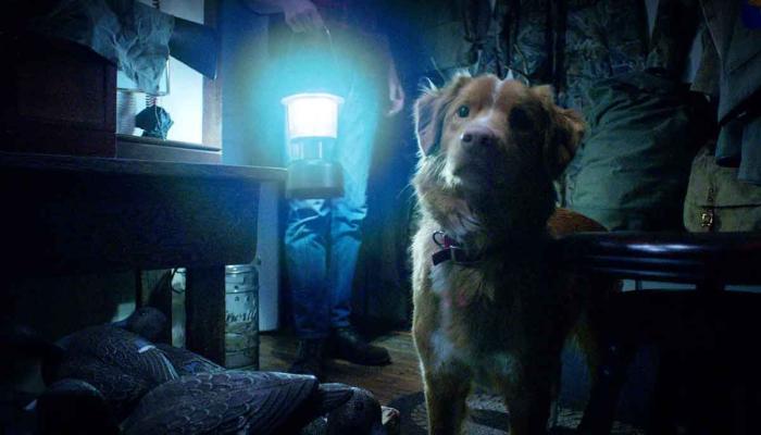 Dog horror flick Good Boy gets trailer: watch