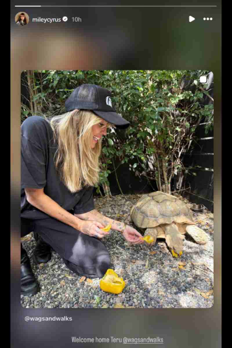 Miley Cyrus welcomes new addition to family after Hollywood Walk of Fame